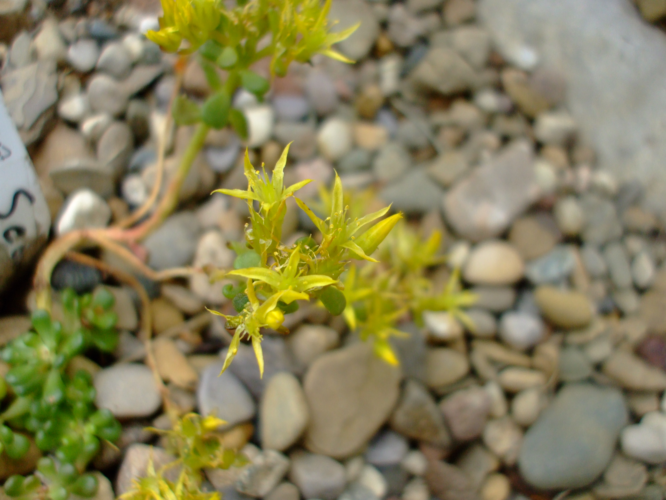 Sedum oreganum